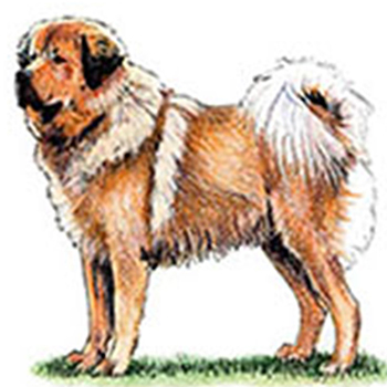 Tibetan Mastiff - Click Image to Close